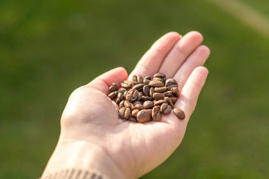 Have You Really Stored the Coffee Beans Well? | soulhand