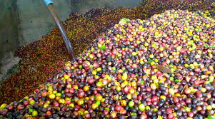 What are the effects of different processing methods on the flavor of coffee beans?